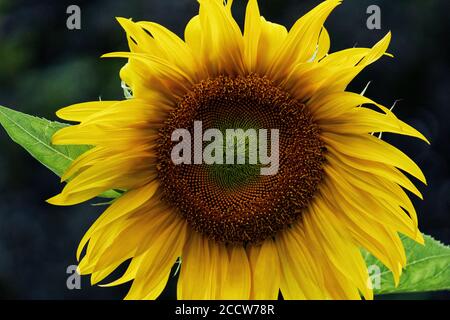 Eine einbeinige Sonnenblume (Helianthus) steht gegen Bäume, mit einer geringen Schärfentiefe Stockfoto