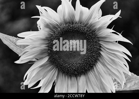 Eine einbeinige Sonnenblume (Helianthus) steht gegen Bäume, mit einer geringen Schärfentiefe Stockfoto
