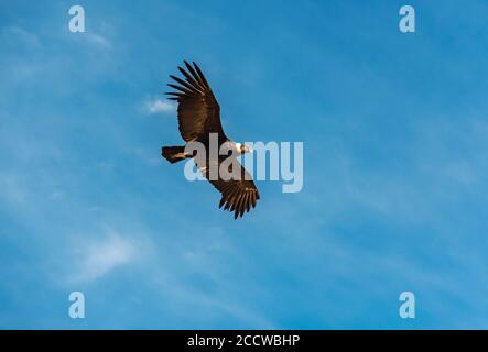 Andenkondor (Vultur Gryphus) im Flug, Colca Canyon, Arequipa, Peru. Stockfoto