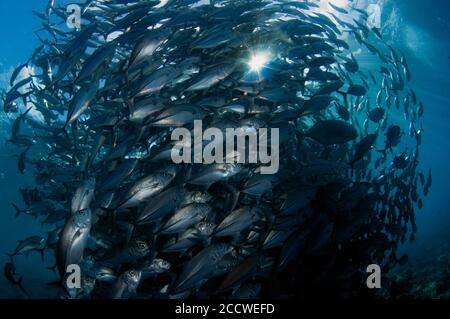 Baitball of Schooling bigeye trevallies, Caranx sexfasciatus, Sipadan Island, Malaysia Stockfoto