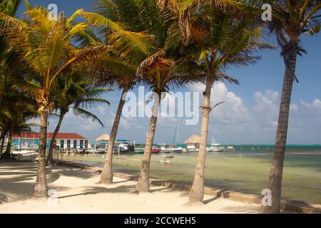 Kokospalmen am San Pedro Beach, San Pedro, Ambergris Caye, Belize Stockfoto