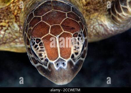 Frontansicht einer grünen Meeresschildkröte, Chelonia mydas, Heron Island, Great Barrier Reef, Australien Stockfoto