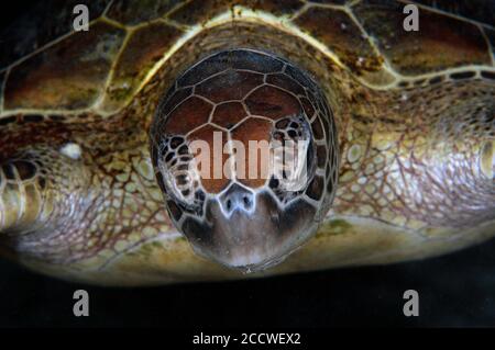 Frontansicht einer grünen Meeresschildkröte, Chelonia mydas, Heron Island, Great Barrier Reef, Australien Stockfoto
