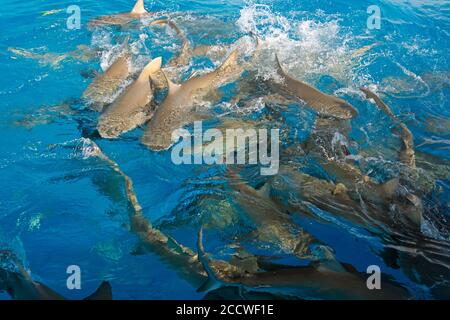 Zitronenhaie, Negaprion brevirostris, Fressrausch, Tiger Beach, Bahamas Stockfoto