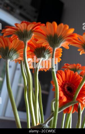 Ein Bouquet von schönen orangefarbenen Gerbera-Gänseblümchen. Zawady Gmina Rzeczyca Polen Stockfoto