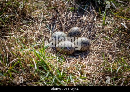 Ein Spornflügelpfeifer brütet im August in Neuseeland auf einem offenen Feld aus Stockfoto