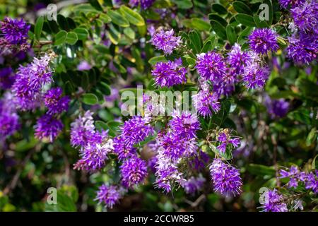 Ein lebendiger hebe-Strauch mit violetten Blumen in einem Park Garten Stockfoto