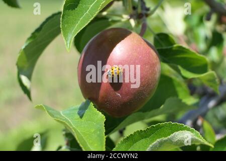 Roter Käfer mit schwarzen Punkten genannt Marienkäfer oder Marienkäfer sitzend Auf einem feinen Apfel Stockfoto