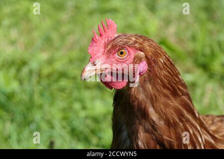 Kopf und Kamm eines glücklichen Freirandes-Hähnchens Stockfoto