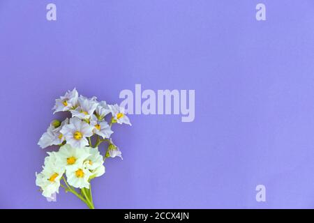 Kleine violette und weiße Blüten auf hellviolettem Papierhintergrund. Minimalistischer Blütenmock. Stockfoto