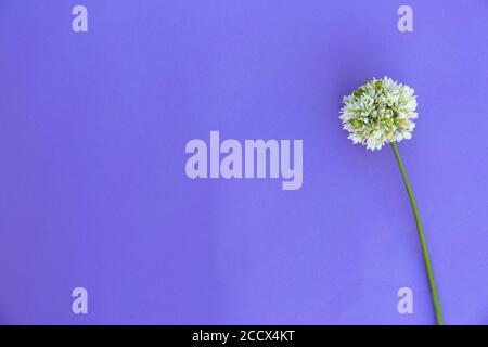 Runde weiße wilde Zwiebelblume auf rosa Hintergrund. Minimalistischer Blütenmock. Stockfoto