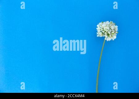 Runde weiße wilde Zwiebelblume auf blauem Hintergrund. Minimalistischer Blütenmock. Stockfoto
