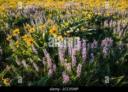 Balsamroot und Lupine bedecken den Hang von Lewis Butte außerhalb Winthrop, Washington im Methow Valley. Stockfoto