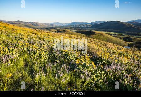 Gras und Lupine bedecken den Hang im Frühling entlang des Lewis Butte Trail im Methow Valley außerhalb von Winthrop, Washington. Stockfoto