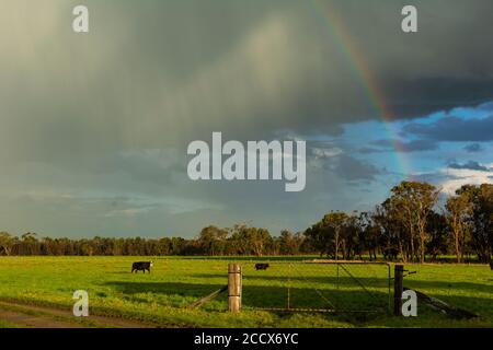 Kühe auf dem Feld an einem sonnigen und regnerischen Tag Mit Regenbogen Stockfoto