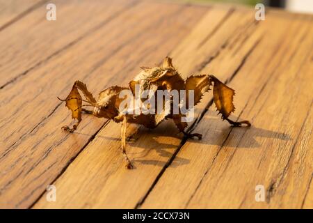 Makro, geringe Schärfentiefe. Ein juveniles australisches Stachelblatt-Insekt, Extatosoma tiaratum Stockfoto