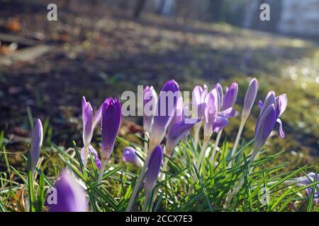 Berlin, Deutschland. März 2019. Krokusse blühen im Monat März, eine Pflanzengattung der Irisfamilie auf einem Bauernhof in der Archenholdstraße, Berlin - Lichtenberg, aufgenommen am 05.03.2019. Quelle: Manfred Krause Quelle: Manfred Krause/dpa-zentralbild/ZB/dpa/Alamy Live News Stockfoto