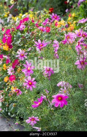 Kosmische Pflanzen (Cosmos bipinnatus) - schöne Sommerpflanzen im bienenfreundlichen Hüttengarten Stockfoto