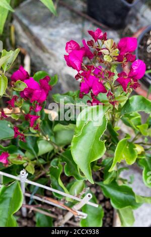 Rosa Bougainvillea Blume blüht im Topf Stockfoto