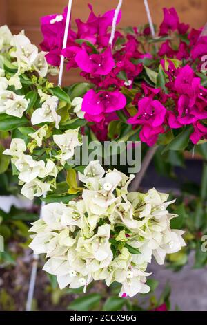 Weiß rosa bougainvillea zweifarbige Blume blüht in der Topf Stockfoto