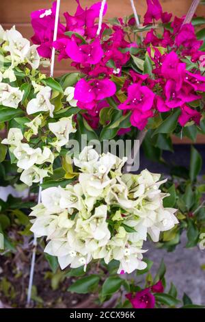 Weiß rosa bougainvillea zweifarbige Blume blüht in der Topf Stockfoto