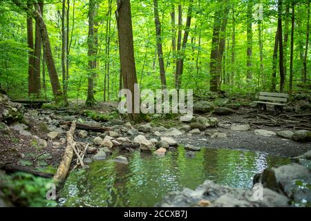 Idyllische Naturszene, vertikales Vollformat-Bild bei natürlichem Licht mit Waldtexturen und ruhigen Farben und Kopierraum. Stockfoto