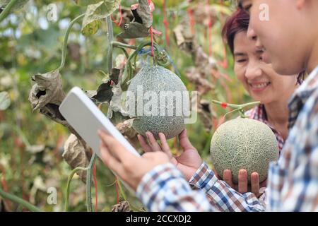 Bauern mit Tablet-Computer überprüfen die schädlichen Krankheiten in Melonen Blätter infiziert durch flauschigen Mehltau Stockfoto