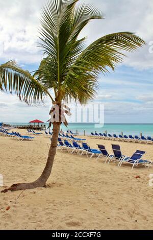 Liegestühle am Strand mit einer Palme Stockfoto