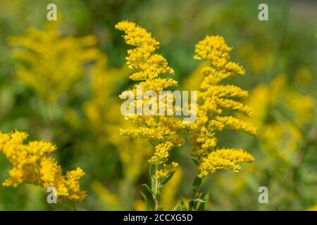 Makroabstrakte Ansicht von nicht kultivierten gelben Goldruten (solidago) Wildblumen in Eine sonnige nordamerikanische Präriewiese Stockfoto