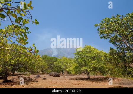 Cashew Bäume in der Nähe des Vulkans Agung. Landschaft auf der Insel Bali, Indonesien. Stockfoto