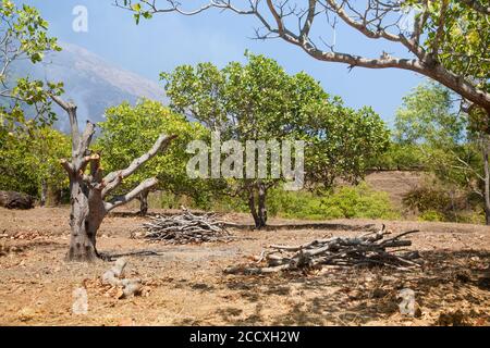 Cashew Bäume in der Nähe des Vulkans Agung. Gesägte Bäume im Garten. Stockfoto