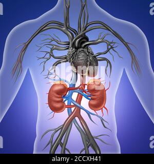 Menschliche Nieren mit roten und blauen Arterien als Arzt Illustration der inneren Anatomie des Harnsystems AS Ein Diagramm im 3D-Illustrationsstil Stockfoto