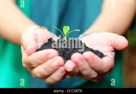 Hand hält grüne Pflanze mit schwarzem Boden auf der Handfläche. Hintergrund des Wachstumskonzepts. Stockfoto