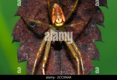 Orb Spinne auf Blatt im Makro Stockfoto