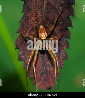 Orb Spinne auf Blatt im Makro Stockfoto