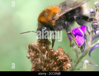 Baumhummel Nahaufnahme in Makro Stockfoto