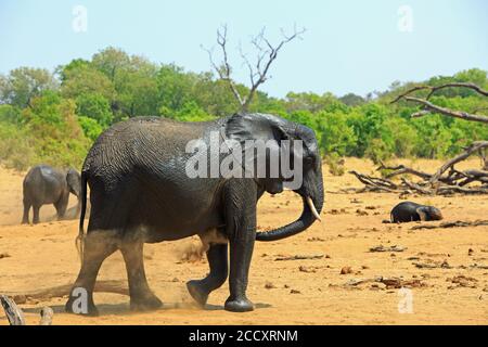 Afrikanischer Elefant steht auf der trockenen Sandebene i Hwange Nationalpark sprüht Staub über sich. Es gibt einen lebendigen natürlichen Buschveld Hintergrund. Stockfoto