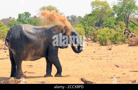 Afrikanischer Elefant sprüht orangen Staub über sich selbst, um kühl zu halten, vor einem natürlichen Busch Hintergrund. Hwange-Nationalpark, Simbabwe Stockfoto