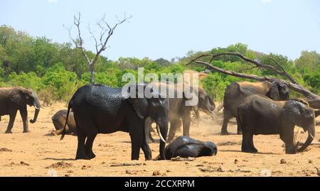 Herde afrikanischer Elefanten auf den trockenen afrikanischen Ebenen sprühen Staub über sich selbst, um ihre Haut vor der sengenden Sonne zu schützen. Hwange-Nationalpark Stockfoto