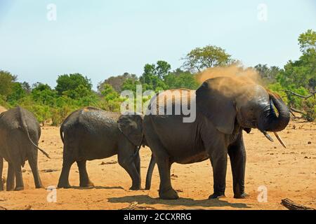 Landschaftlich reizvolle Aussicht auf afrikanische Elefanten, die sich auf den Dry Dusty Plains im Hwange National Park, Simbabwe, stauben Stockfoto