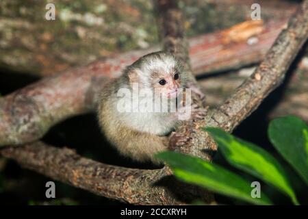 BABY SILBRIG MARMOSET Mico argentatus AUF EINEM ZWEIG Stockfoto