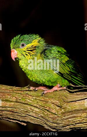 WEIBLICHE RED-FLANKED LORIKEET Charmosyna Placentis ON A BRANCH vor schwarzem Hintergrund Stockfoto