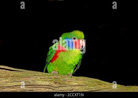 Stecker, ROT - FLANKIERT charmosyna placentis LORIKEET AUF EINEM ZWEIG AUF SCHWARZEM HINTERGRUND Stockfoto