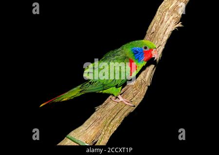 Stecker, ROT - FLANKIERT charmosyna placentis LORIKEET AUF EINEM ZWEIG AUF SCHWARZEM HINTERGRUND Stockfoto