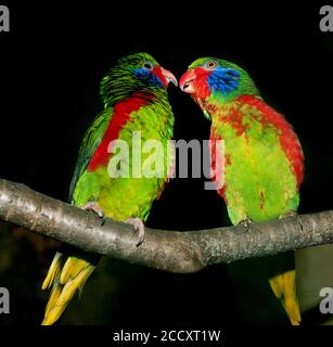 TOW ROT - FLANKIERT charmosyna placentis LORIKEET MÄNNER AUF EINEM ZWEIG AUF SCHWARZEM HINTERGRUND Stockfoto