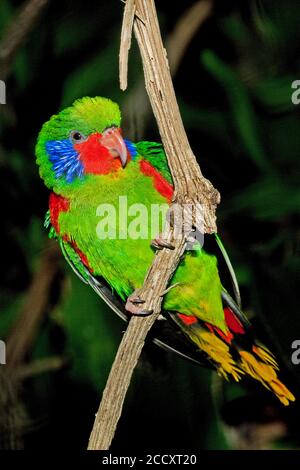 Stecker, ROT - FLANKIERT charmosyna placentis LORIKEET AUF EINEM ZWEIG gegen grüne Laub Stockfoto