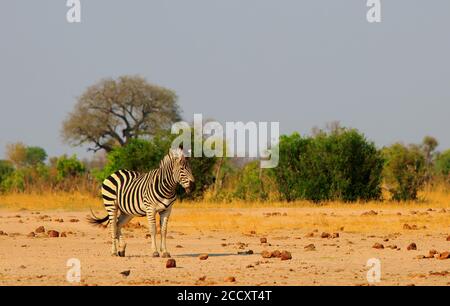 Lone Zebra steht auf der trockenen offenen Ebene mit goldenem Sonnenlicht und einem trüben blauen Himmel, Hwange National Park Stockfoto