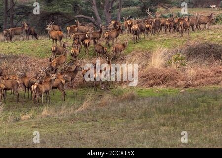 Damhirsch (Dama dama) im Landschaftspark Stockfoto