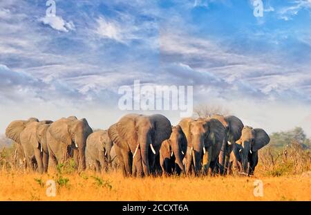 Elefantenherde, die durch die trockenen, trockenen afrikanischen Ebenen im Hwange National Park, Simbabwe, wandern Stockfoto