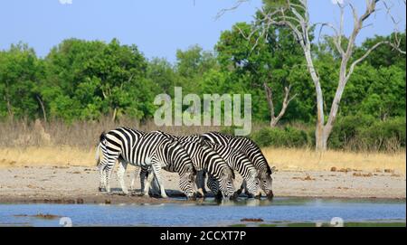 Landschaftlich schöne Aussicht auf eine Herde Zebras trinken aus einem Wasserloch mit Köpfen nach unten in einer geraden Linie mit einem Natürlicher klarer blauer Himmel und Buschhintergrund - Hwang Stockfoto